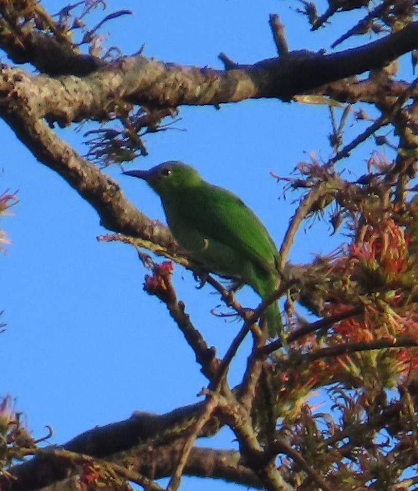 Golden-fronted Leafbird - ML628232754