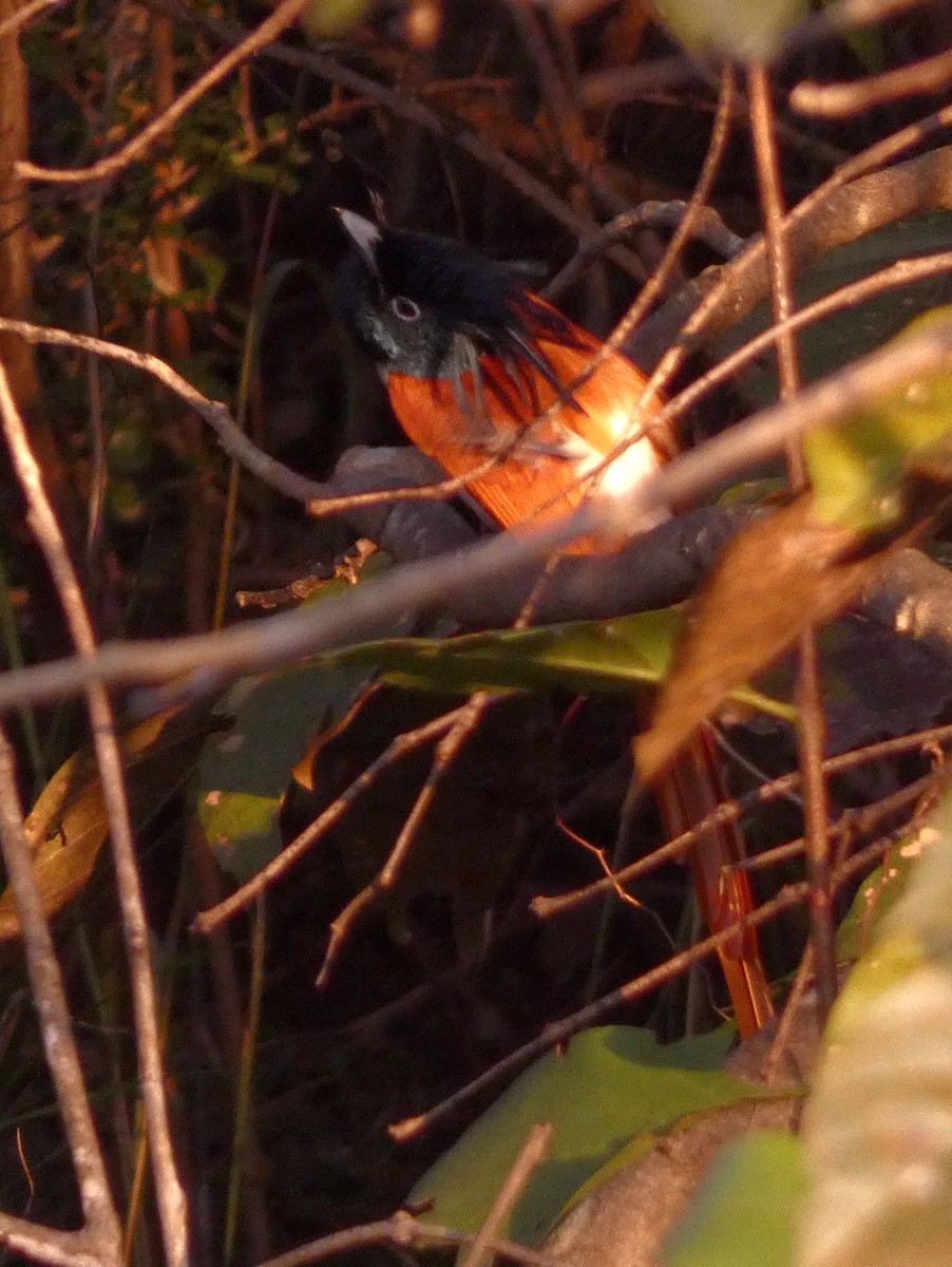 Indian Paradise-Flycatcher - ML628232844