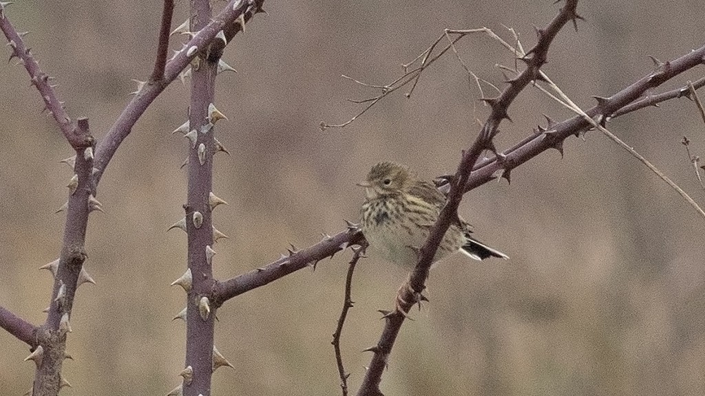 草地鷚 - ML628232945