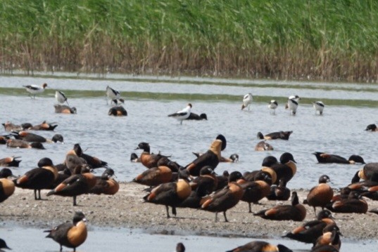 Red-necked Avocet - ML628233200