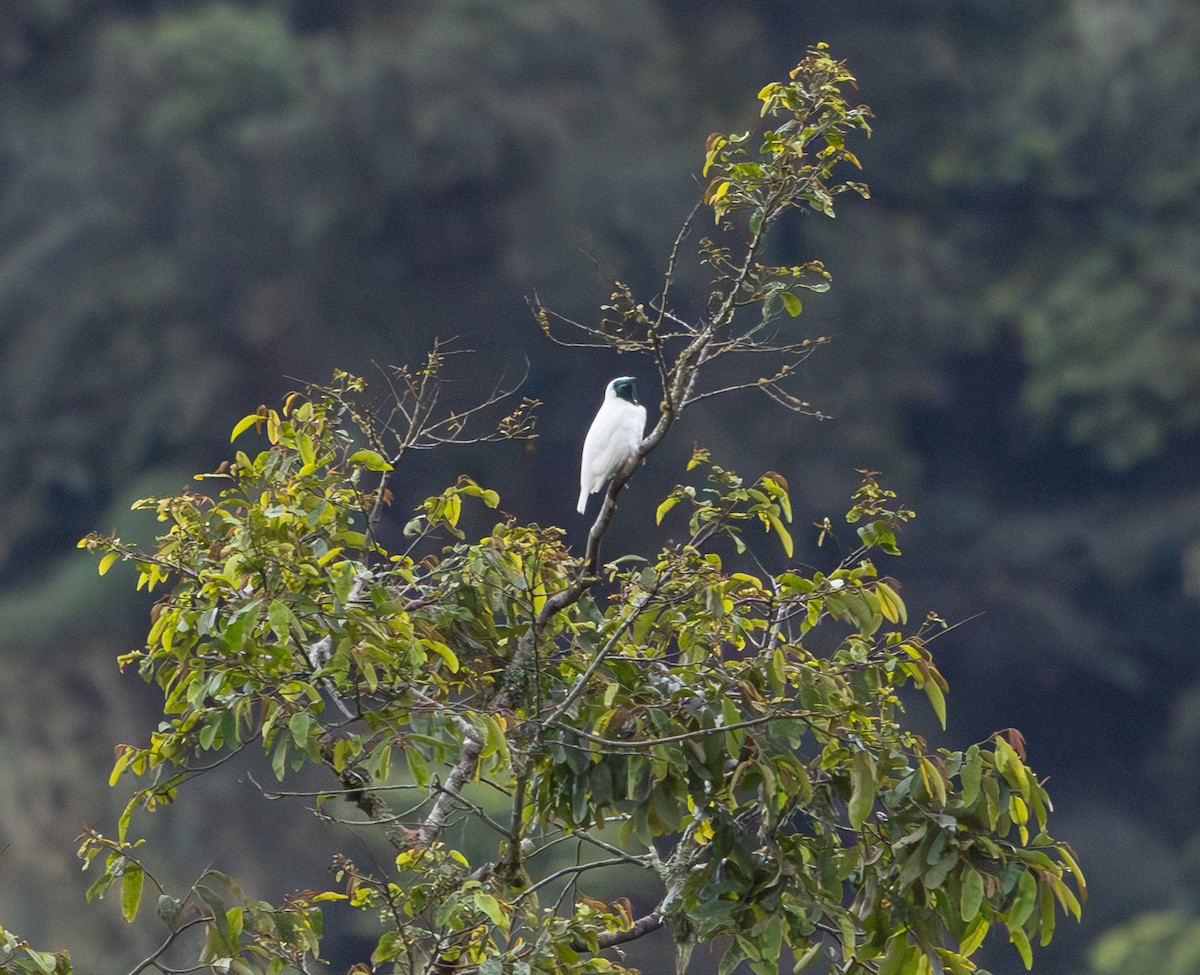 Bare-throated Bellbird - ML628233223