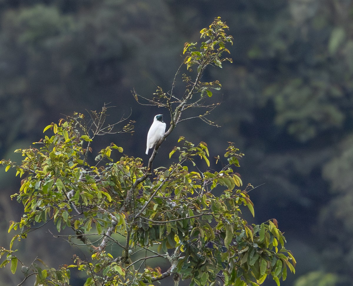 Bare-throated Bellbird - ML628233224