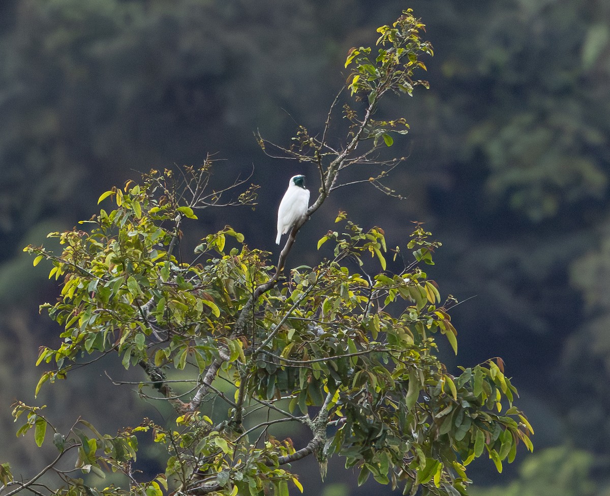 Bare-throated Bellbird - ML628233225