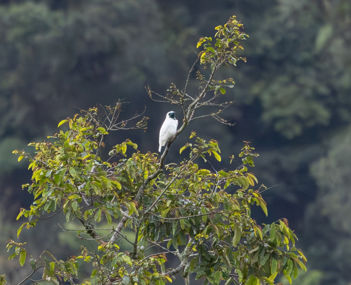 Bare-throated Bellbird - ML628233226