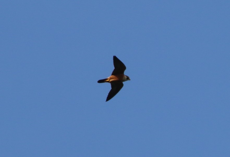 Peregrine Falcon (Shaheen) - ML628233227