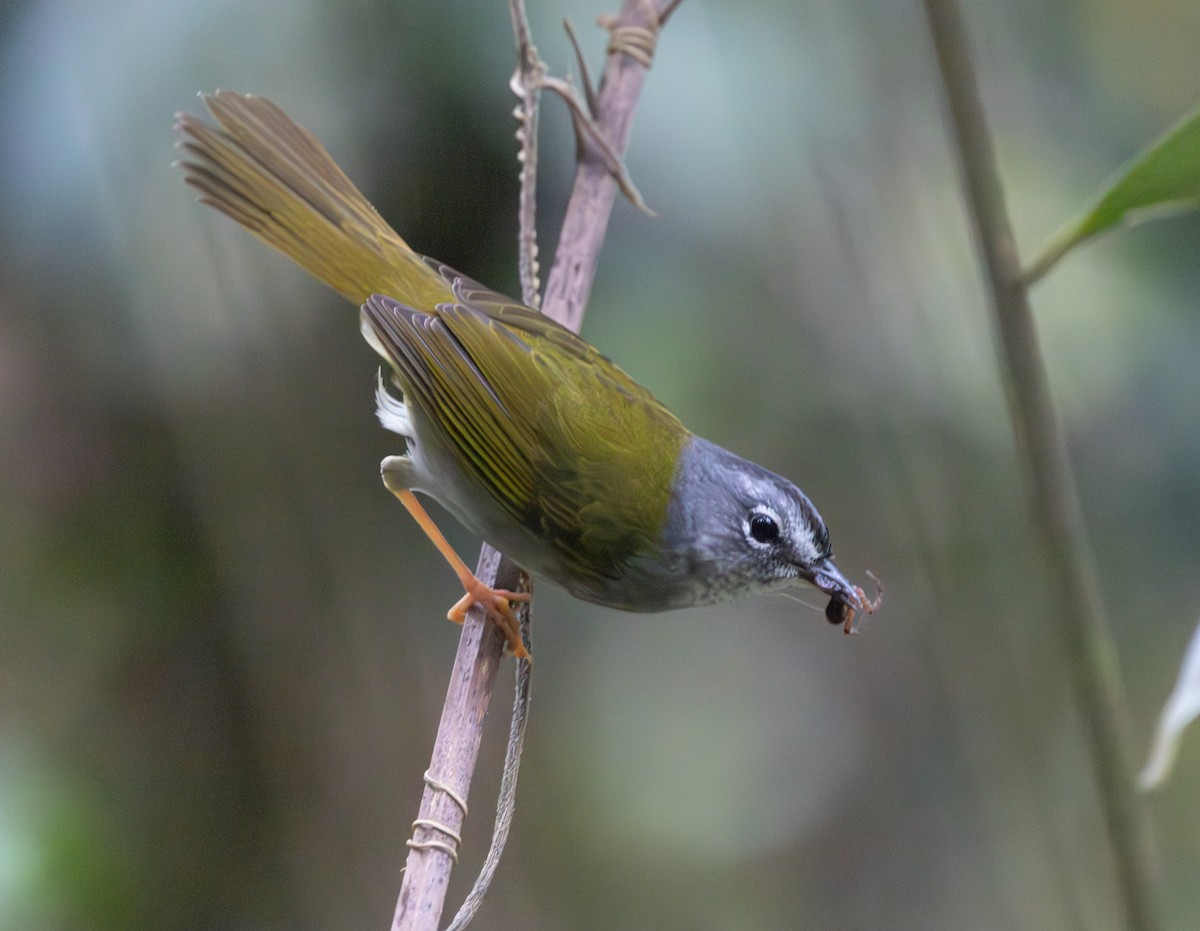 White-browed Warbler - ML628233259