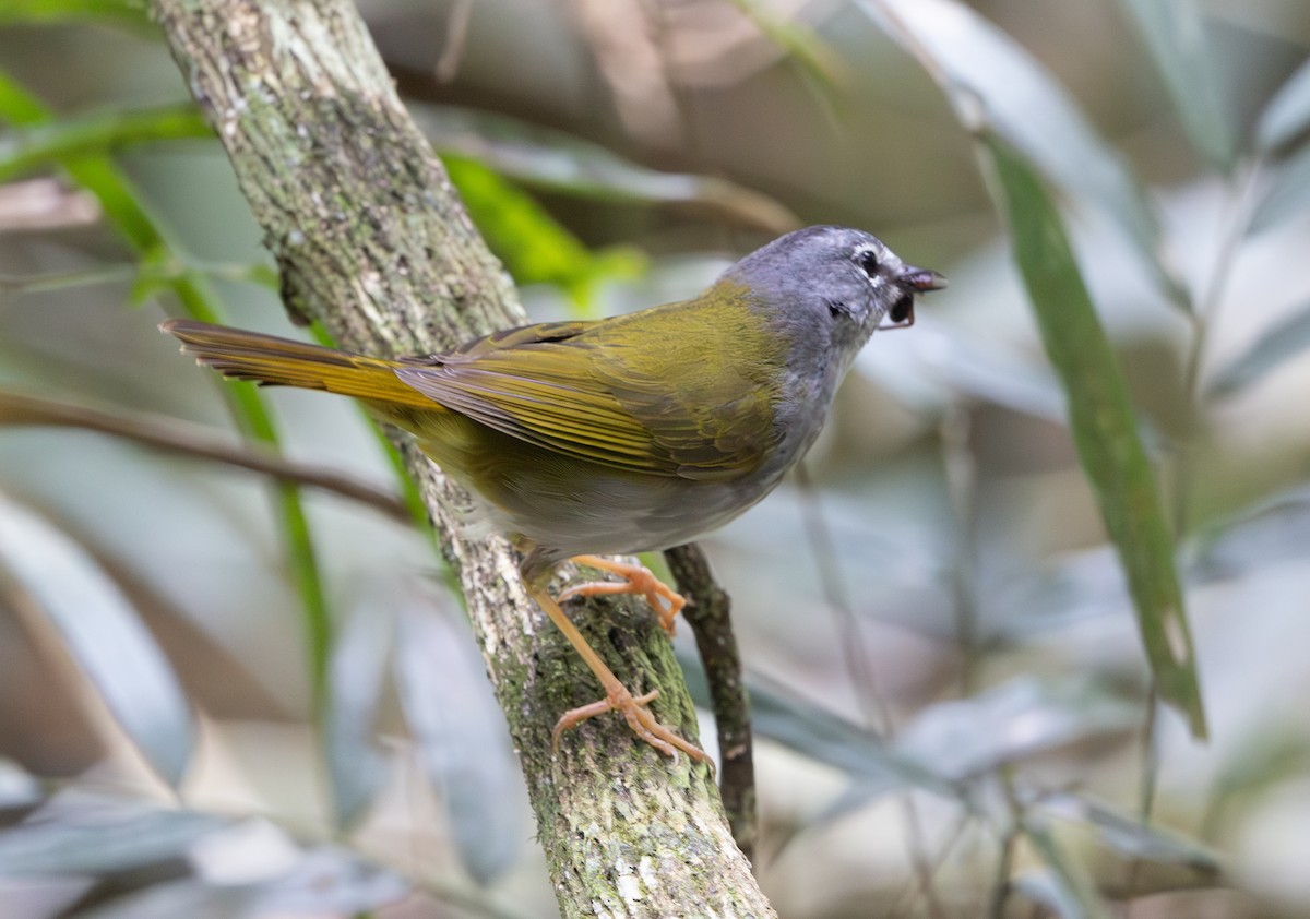 White-browed Warbler - ML628233260