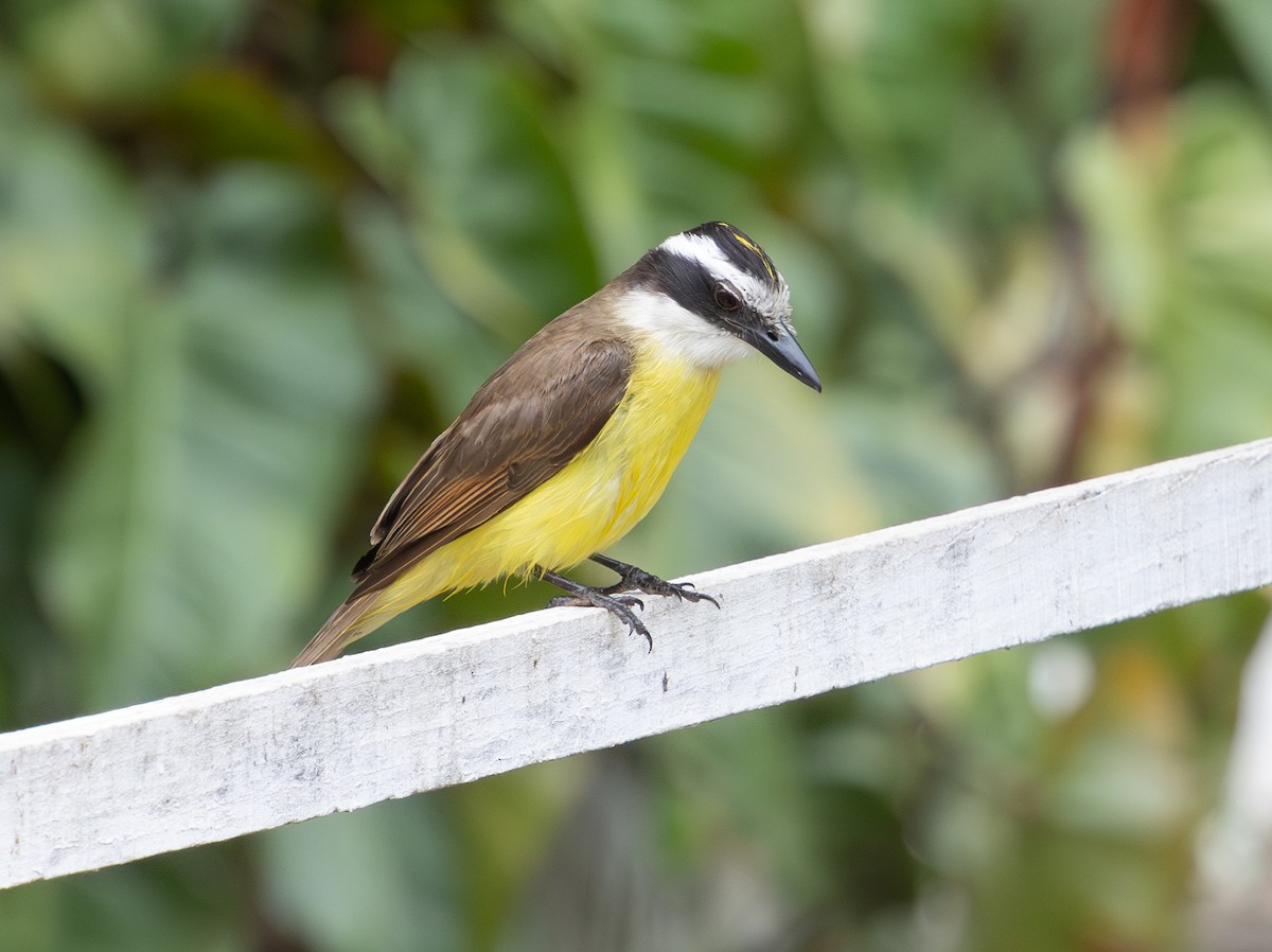 Great Kiskadee - ML628233274