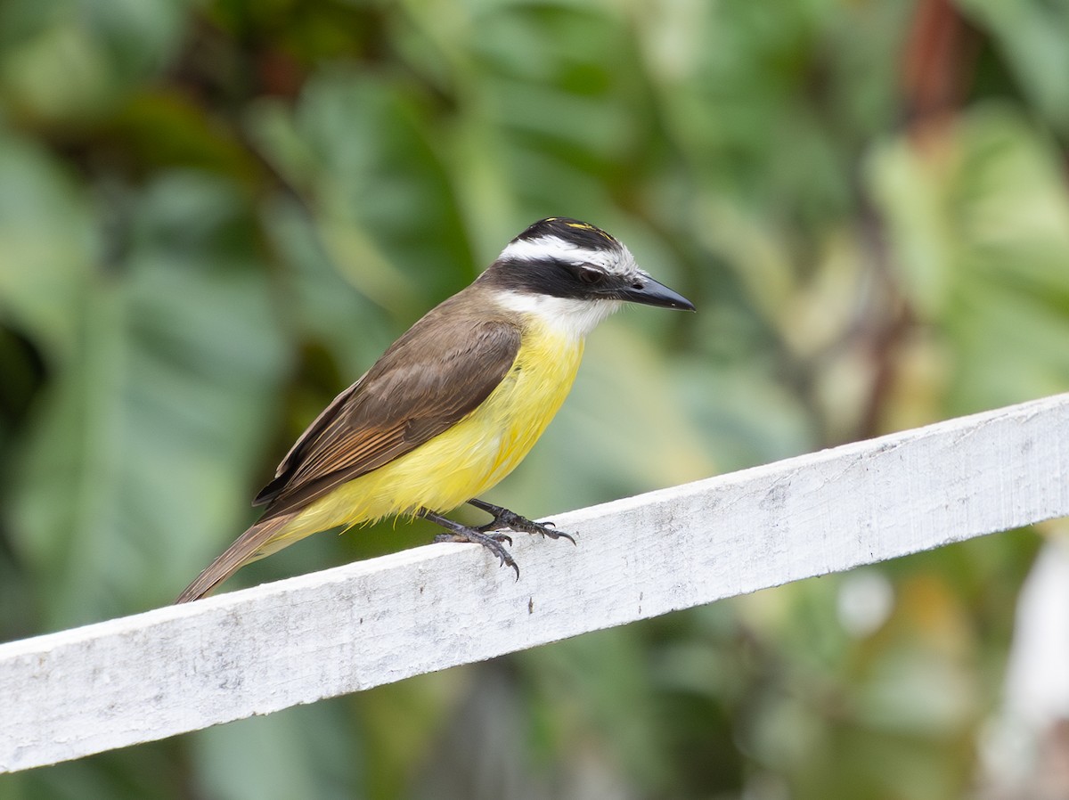 Great Kiskadee - ML628233275