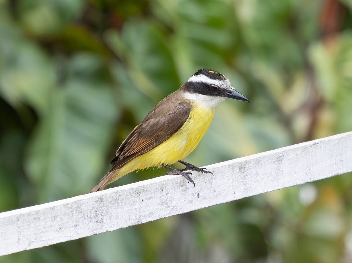 Great Kiskadee - ML628233276