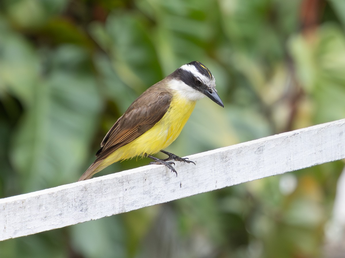 Great Kiskadee - ML628233278