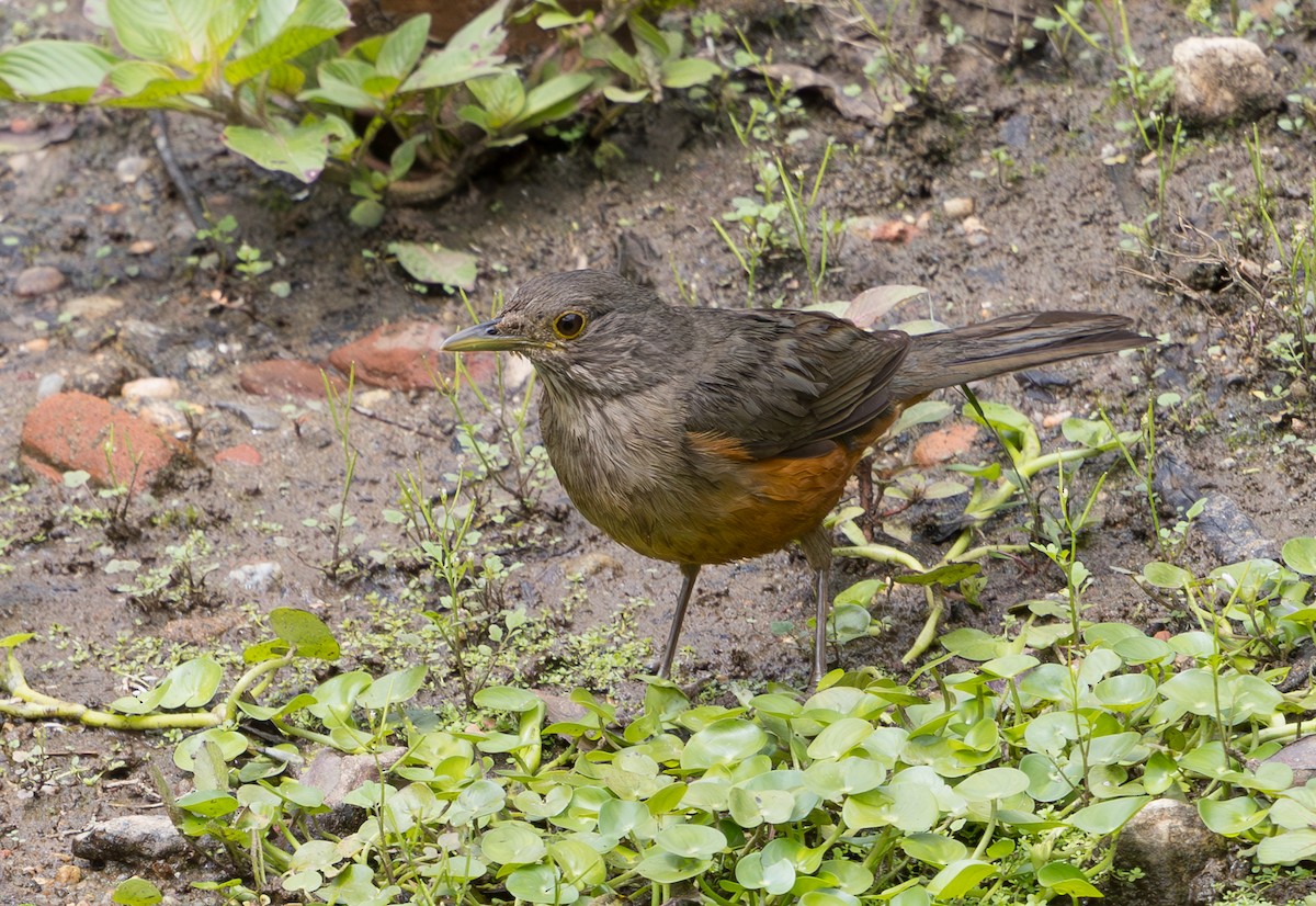 Rufous-bellied Thrush - ML628233282