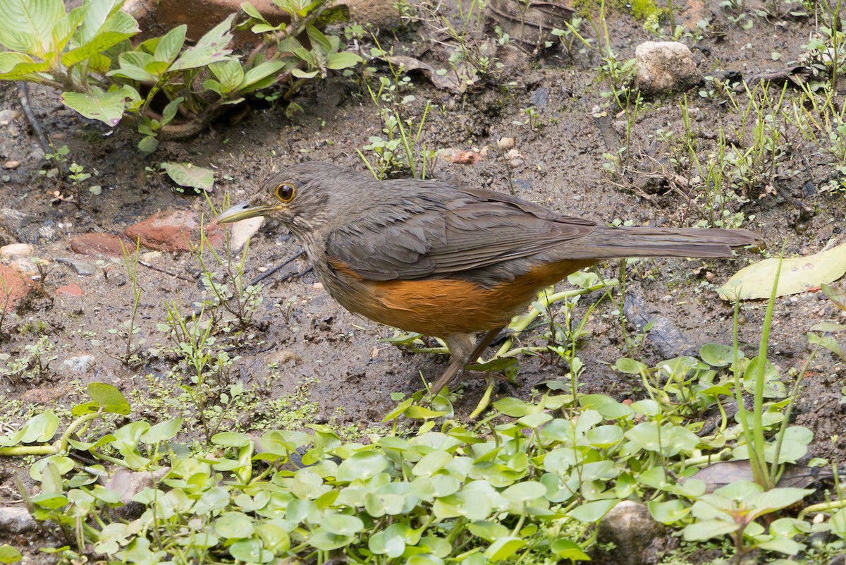 Rufous-bellied Thrush - ML628233283