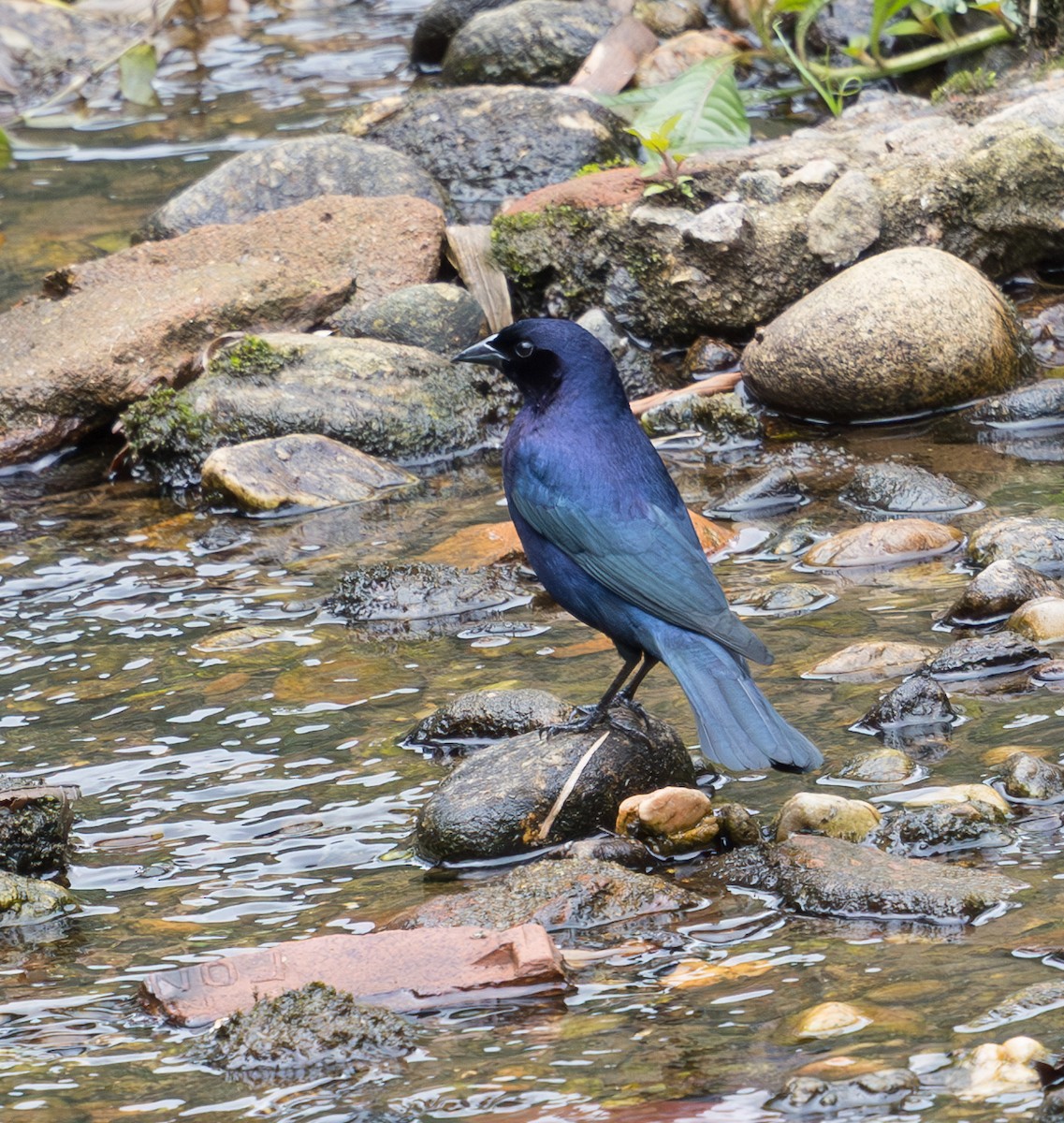 Shiny Cowbird - ML628233287