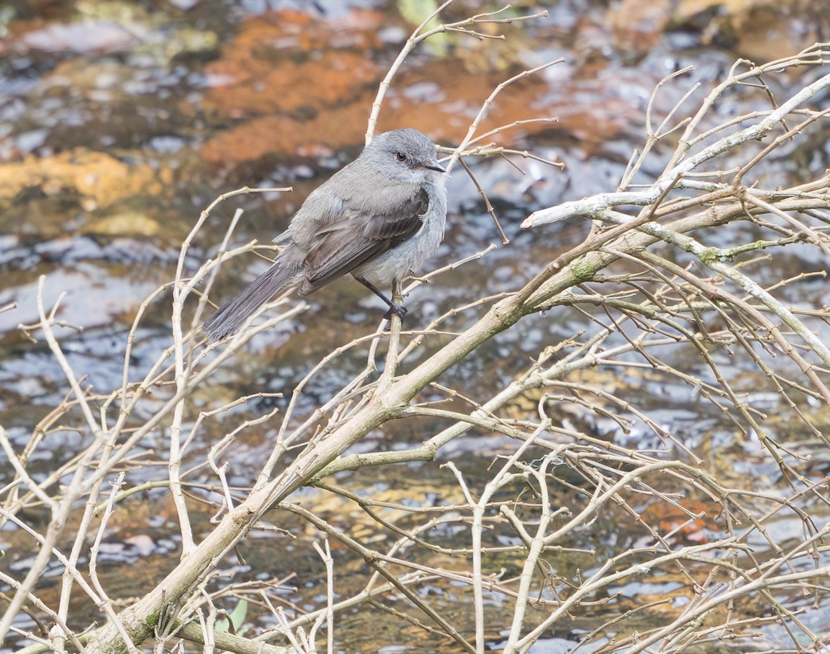 Sooty Tyrannulet - ML628233297