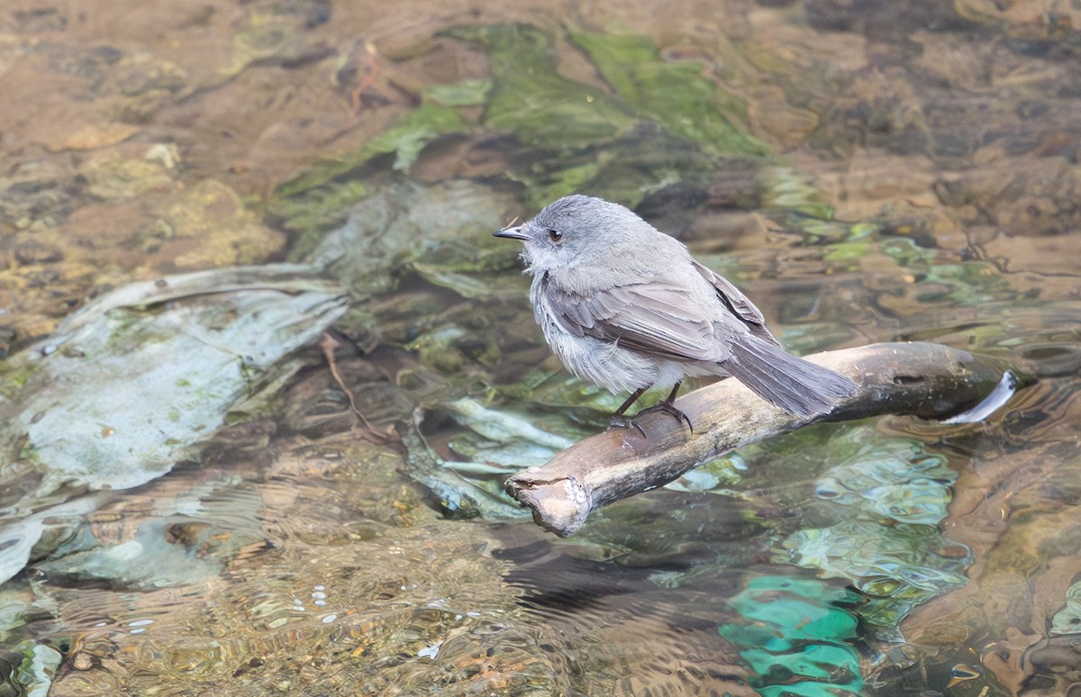 Sooty Tyrannulet - ML628233298