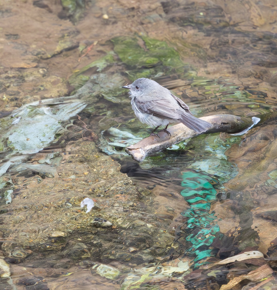 Sooty Tyrannulet - ML628233299