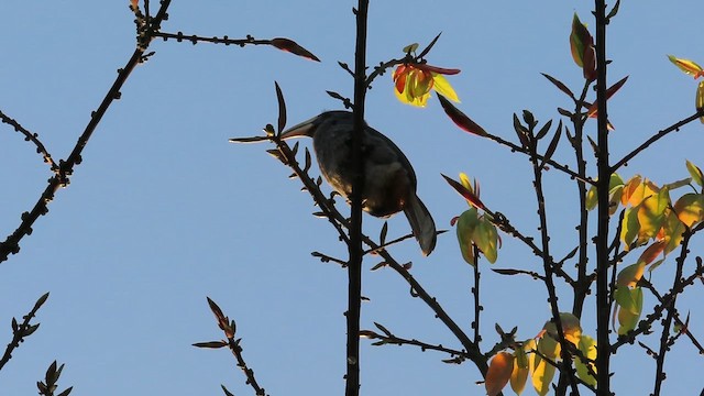 Malabar Gray Hornbill - ML628233328