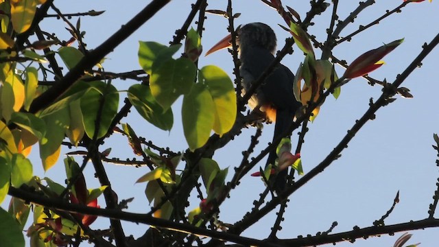 Malabar Gray Hornbill - ML628233332
