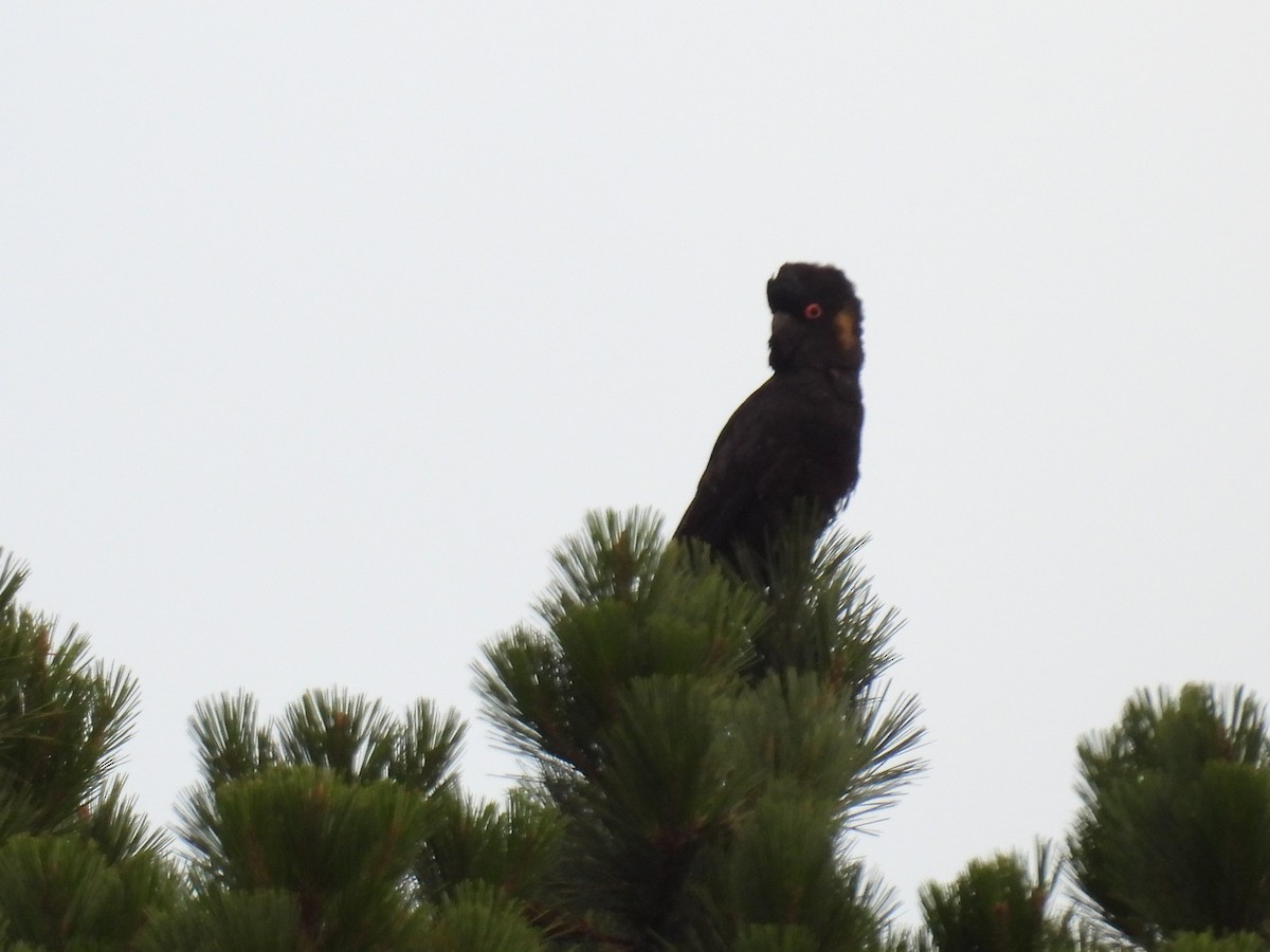Yellow-tailed Black-Cockatoo - ML628233569