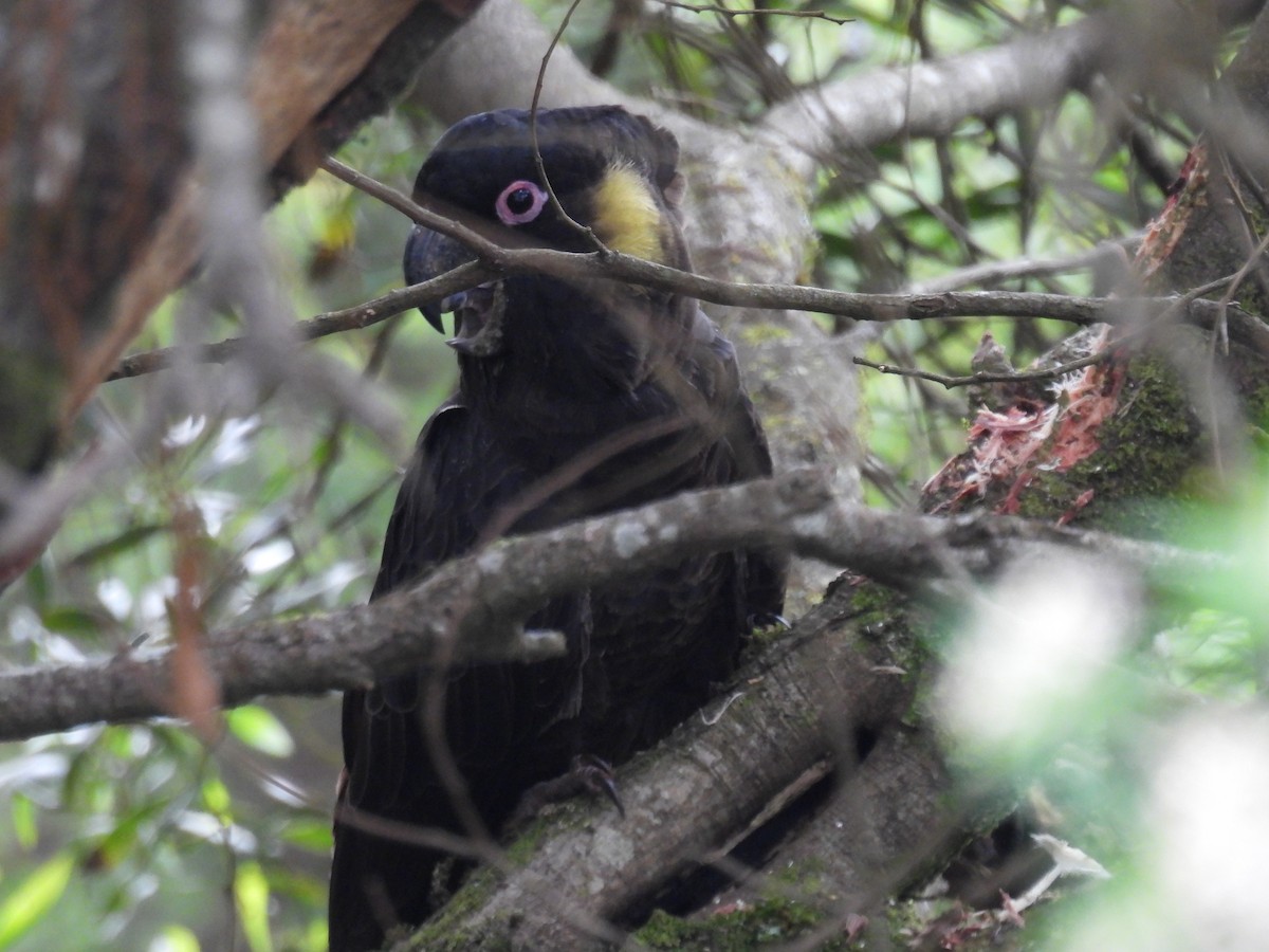 Yellow-tailed Black-Cockatoo - ML628233570