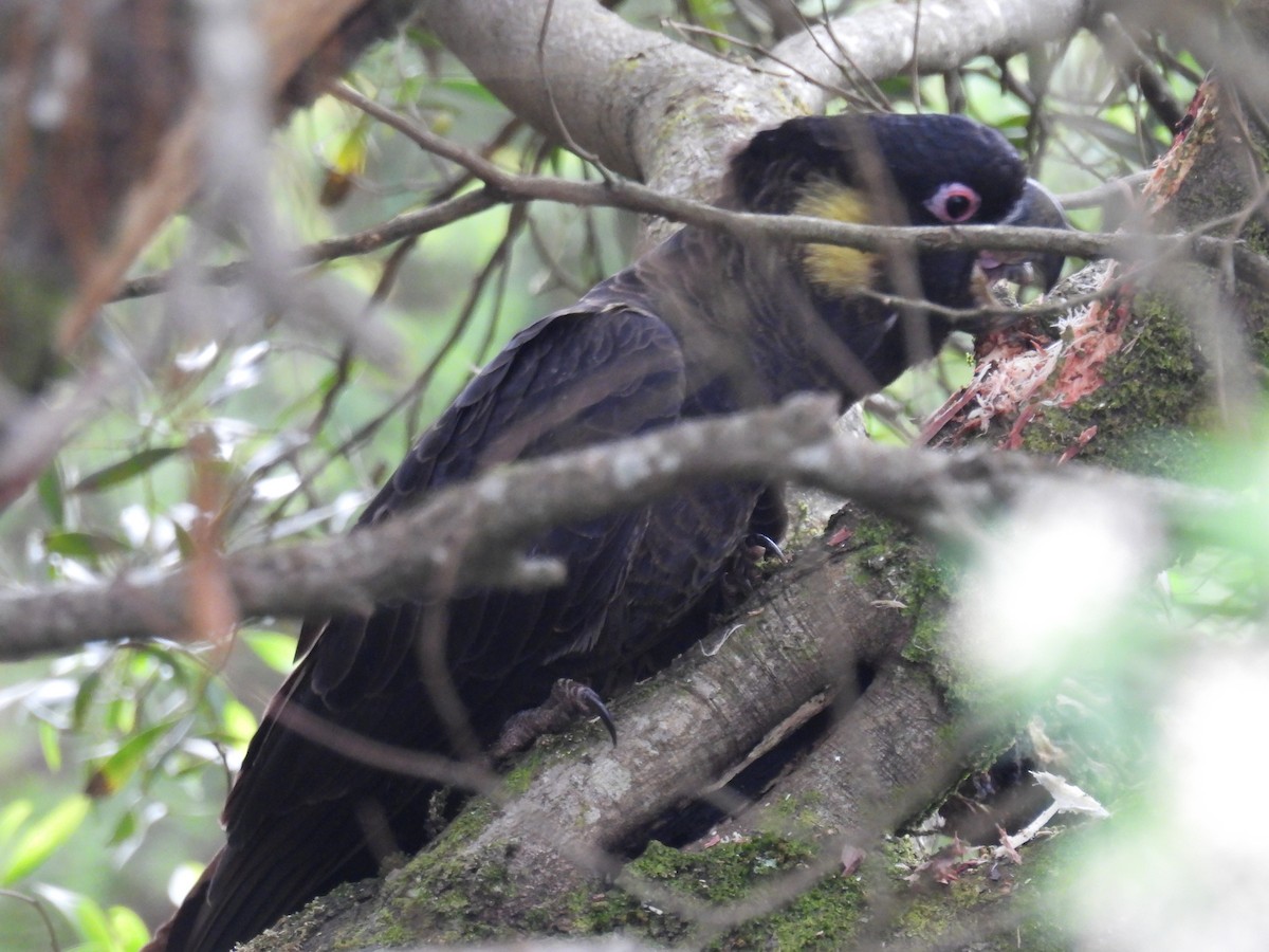 Yellow-tailed Black-Cockatoo - ML628233571