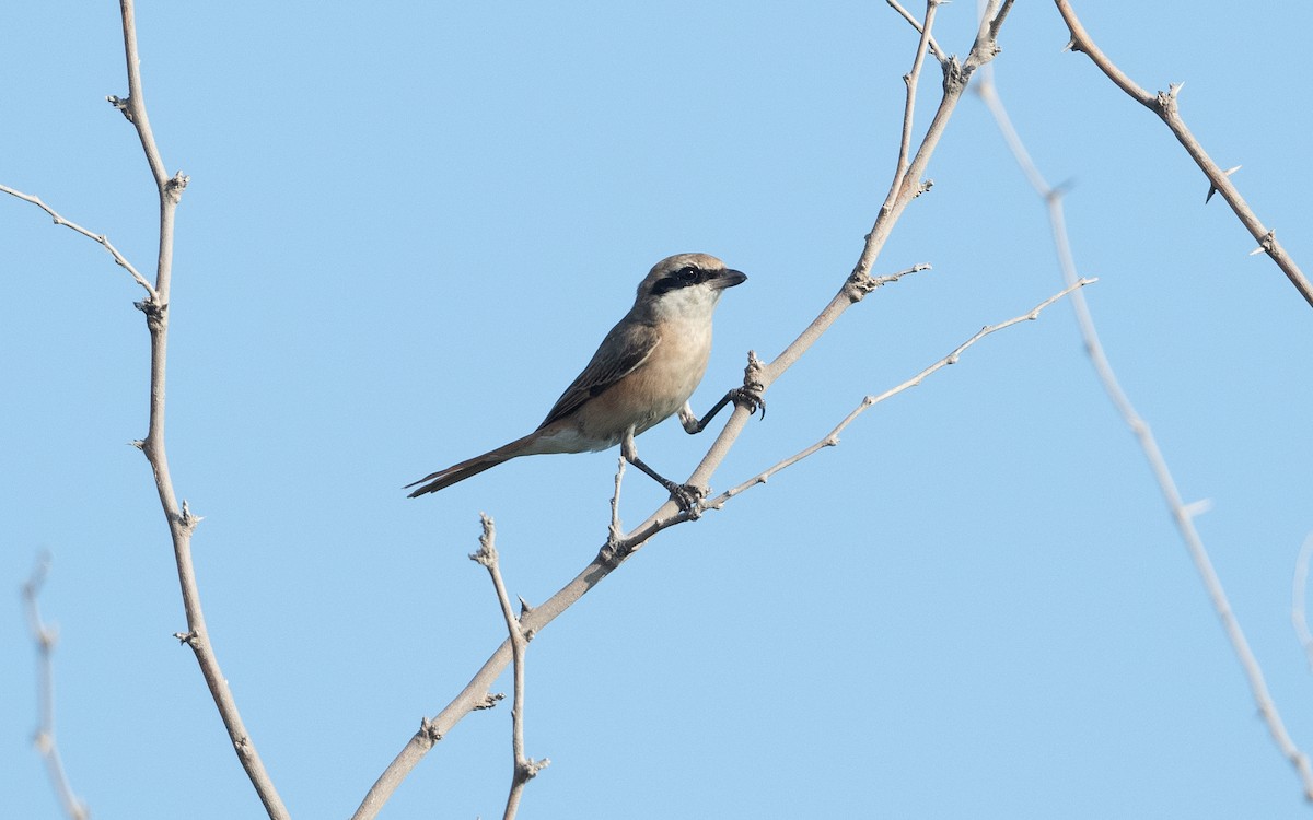 Isabelline Shrike - ML628233607