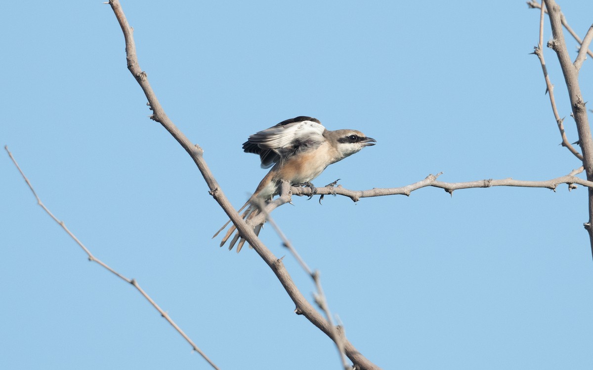 Isabelline Shrike - ML628233610