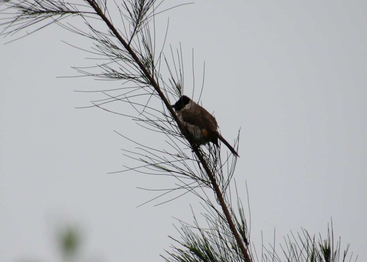 Bulbul Ventridorado - ML628233667