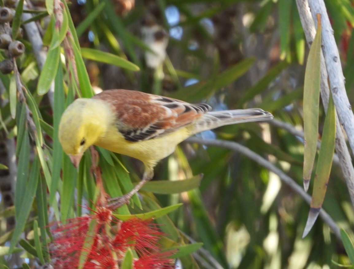 Sudan Golden Sparrow - juan carlos dieguez