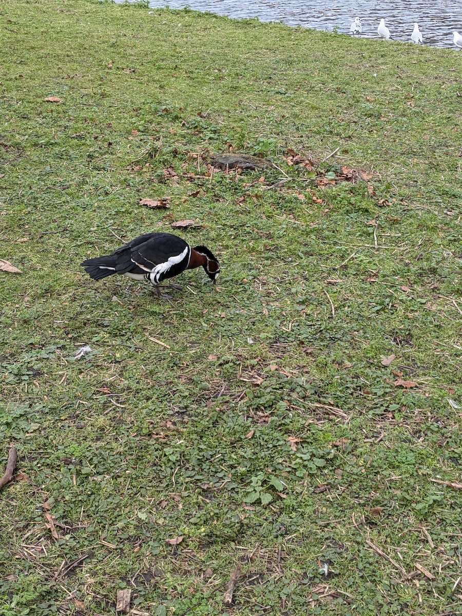 goose sp. - ML628234033