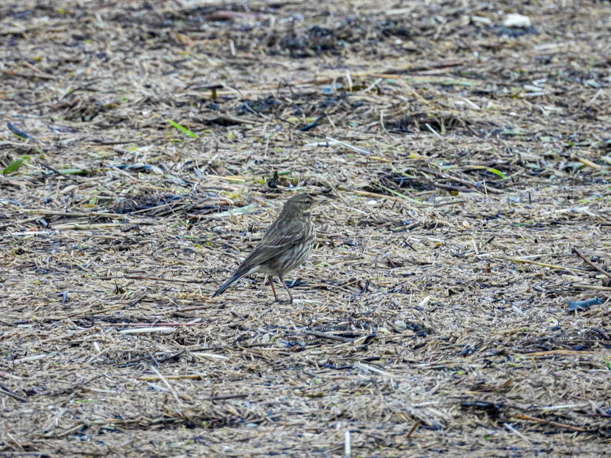 Pipit maritime - ML628234090