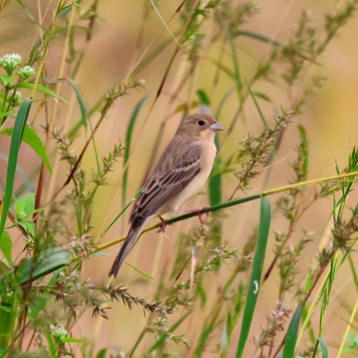 Red-headed Bunting - ML628234092