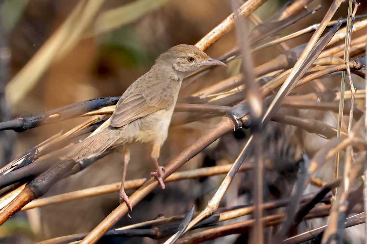 Bubbling Cisticola - ML628234151