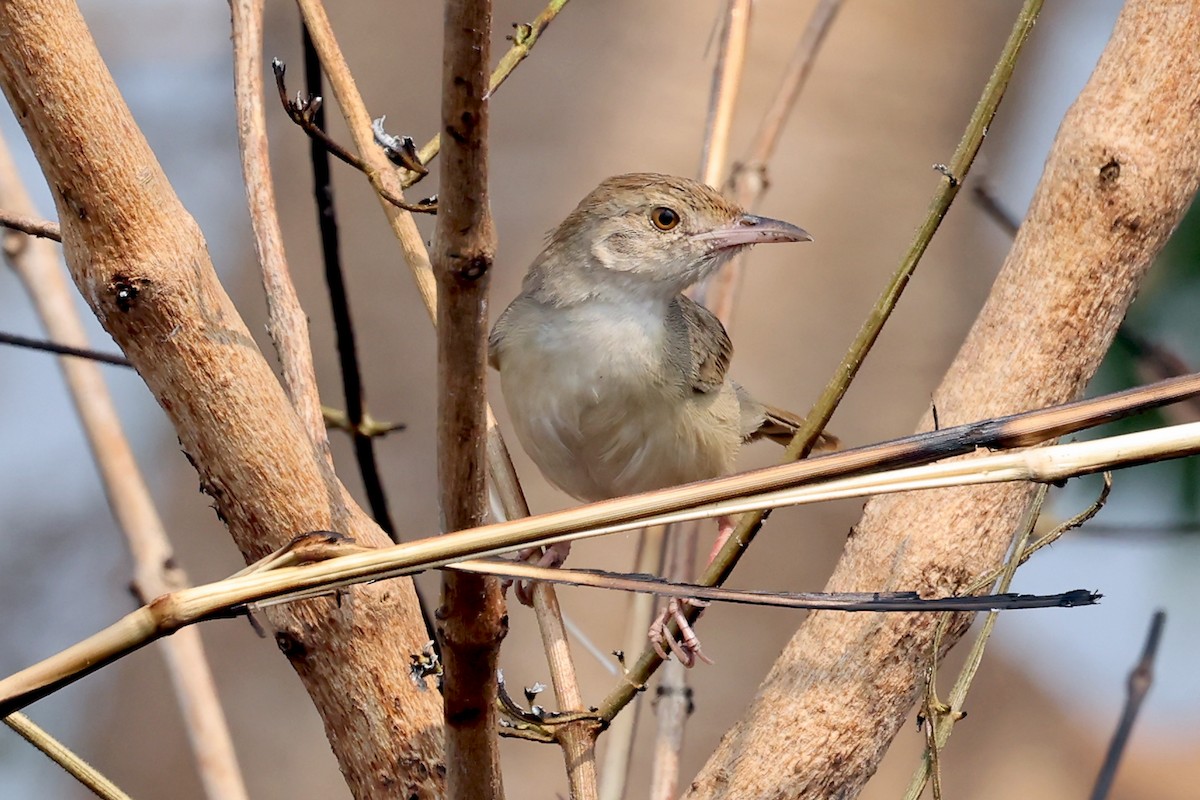 Bubbling Cisticola - ML628234153