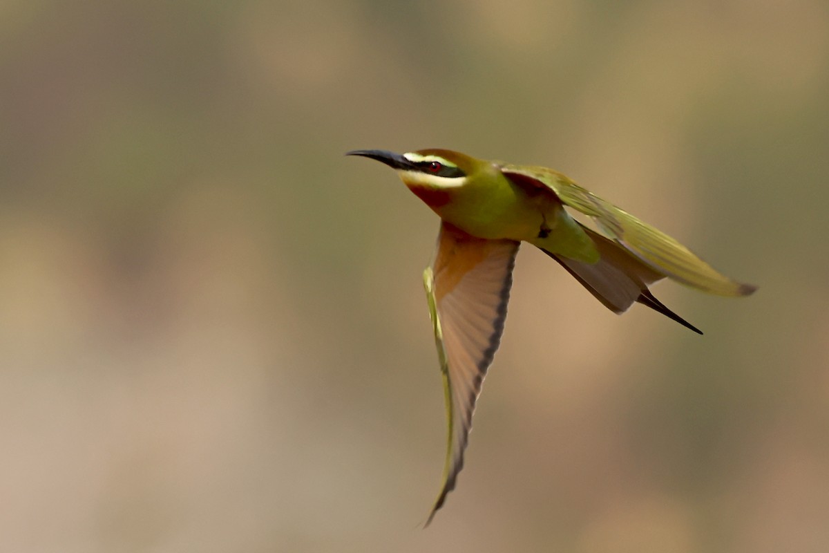 Olive Bee-eater - ML628234218