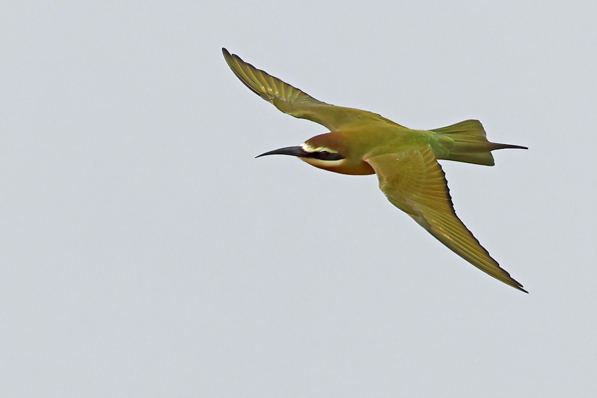 Olive Bee-eater - ML628234221