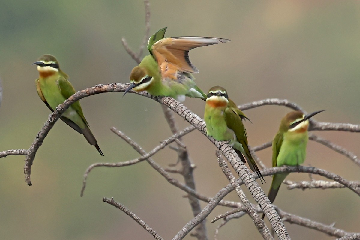 Olive Bee-eater - ML628234222