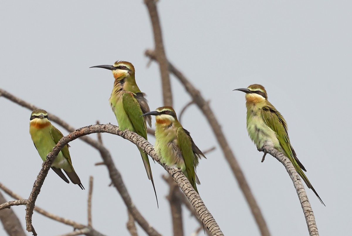 Olive Bee-eater - ML628234223