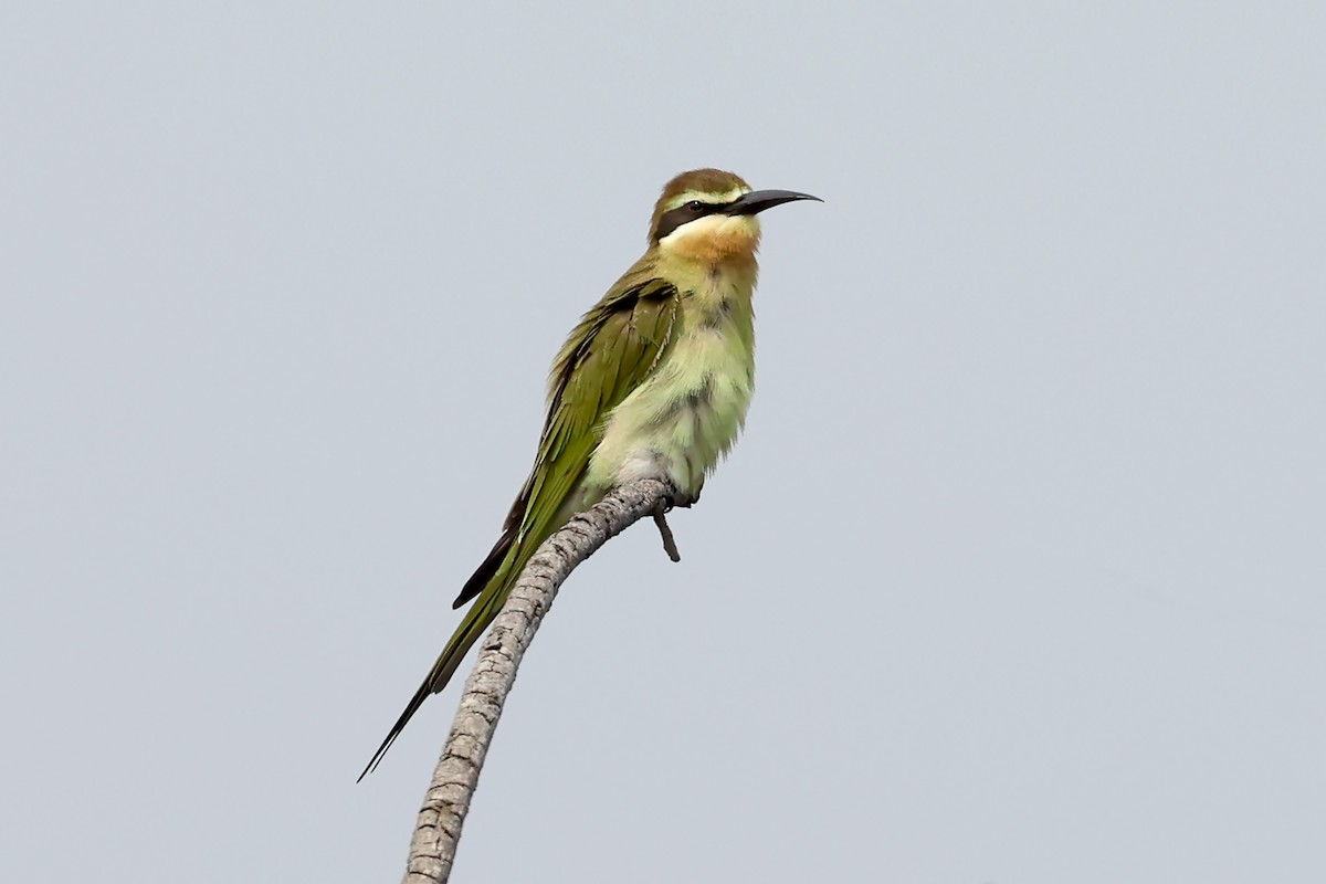 Olive Bee-eater - ML628234225