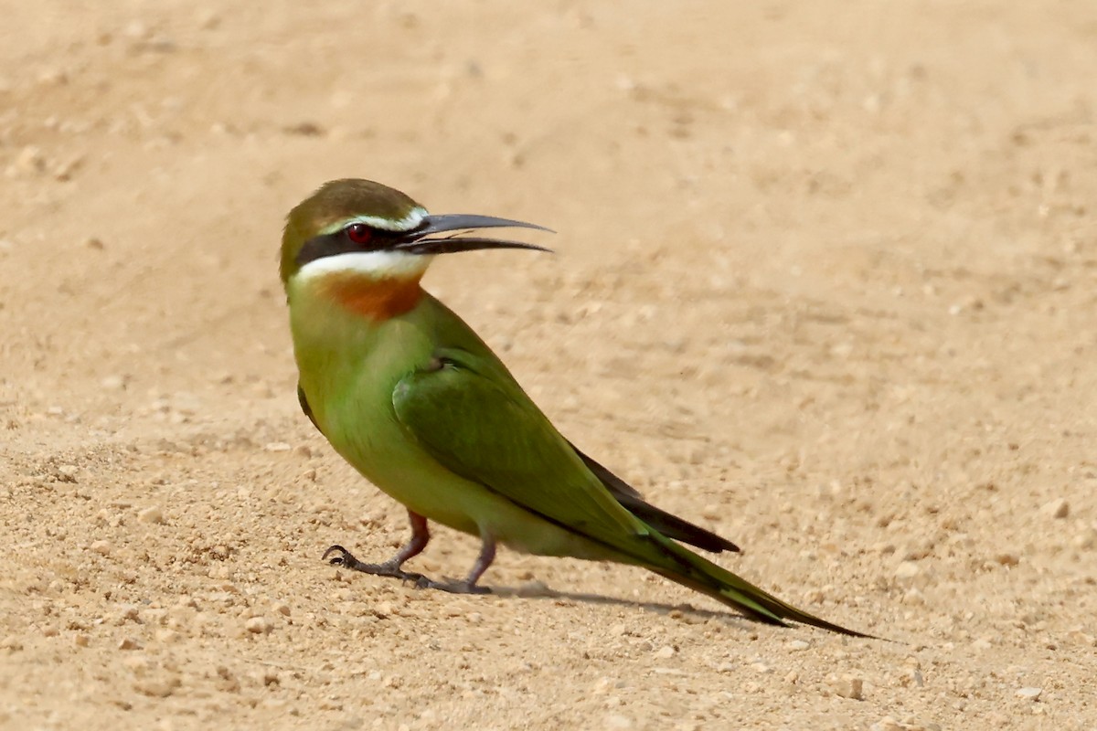 Olive Bee-eater - ML628234226