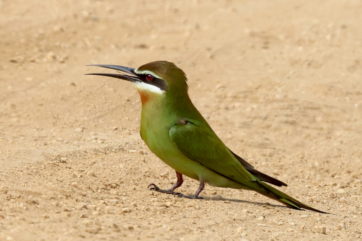 Olive Bee-eater - ML628234229