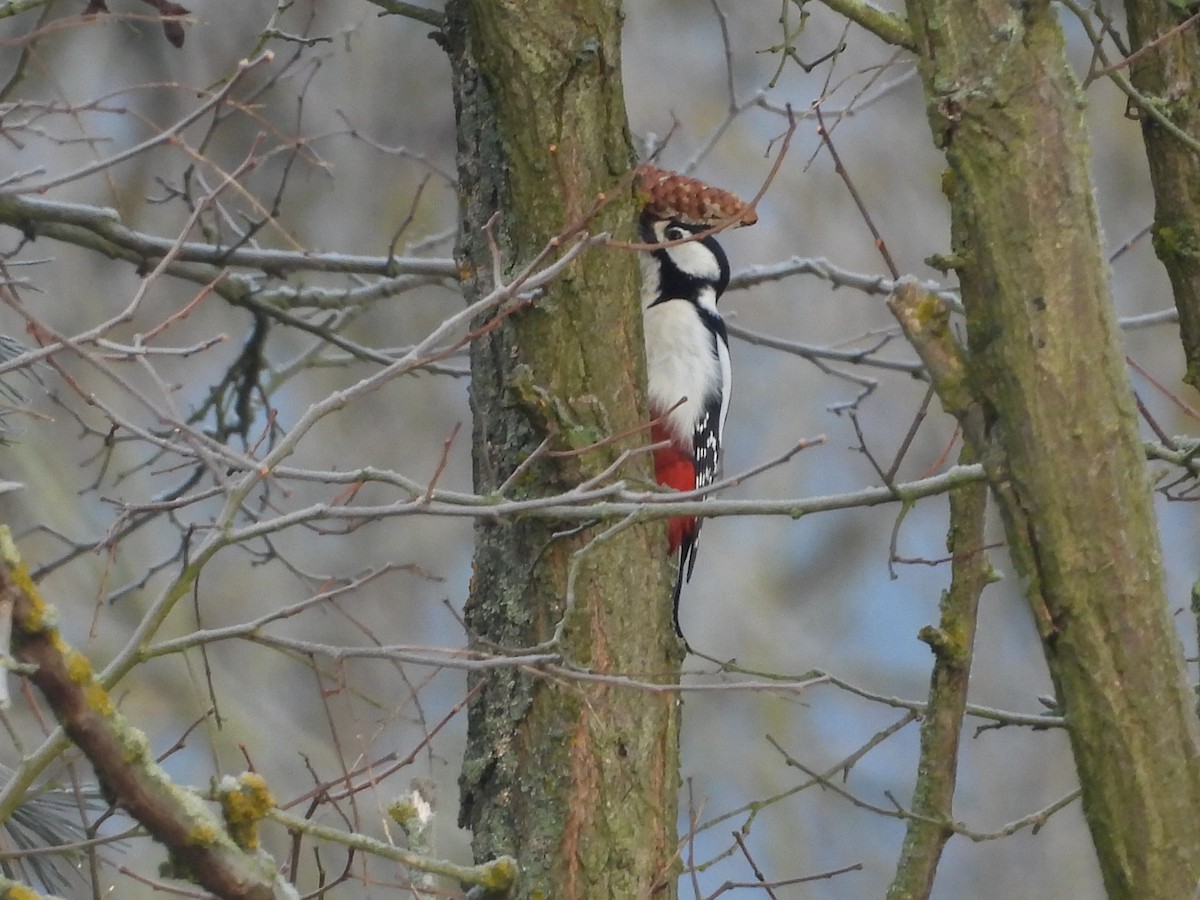 Great Spotted Woodpecker - ML628234292