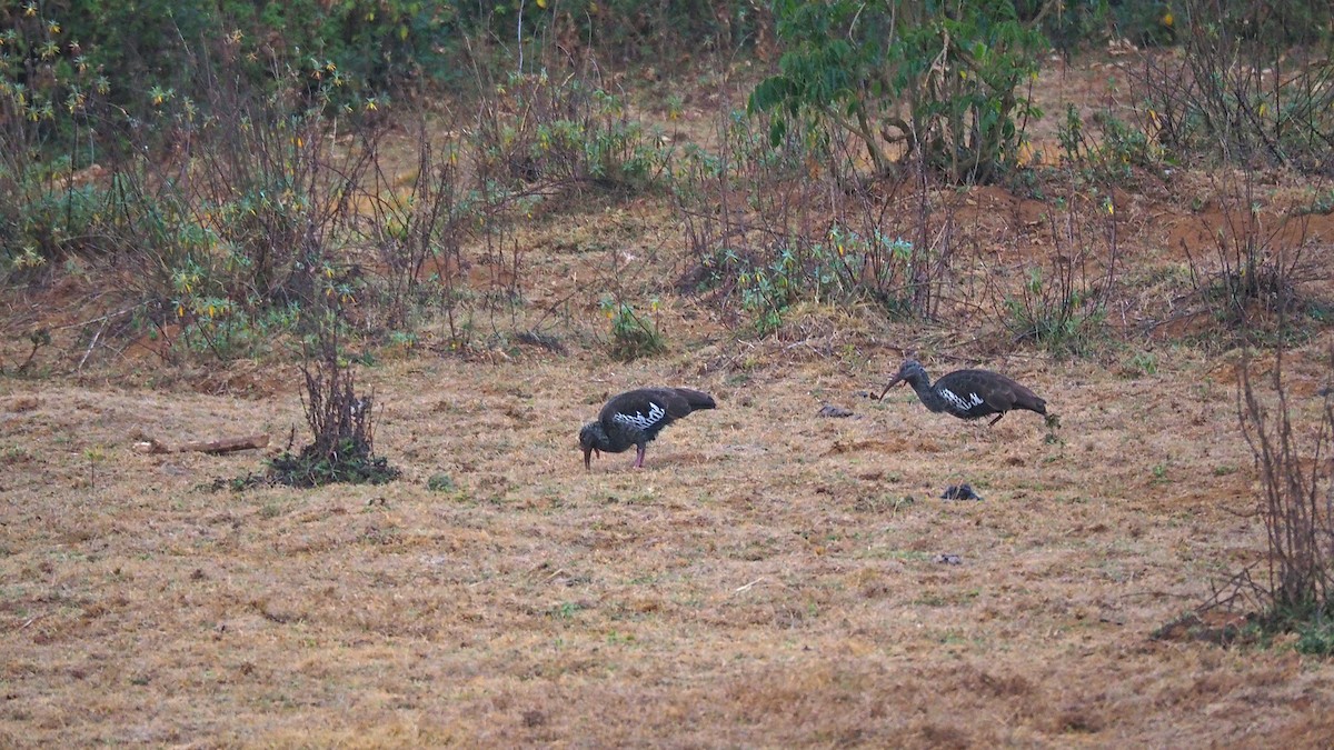 Ibis caronculé - ML628234385