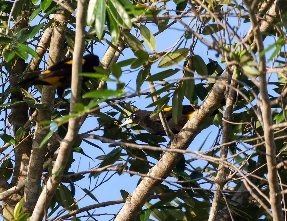 Yellow-rumped Cacique - ML628234444