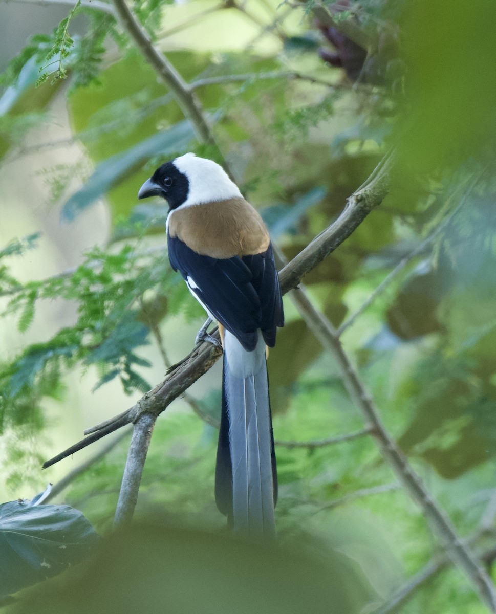 White-bellied Treepie - ML628234481