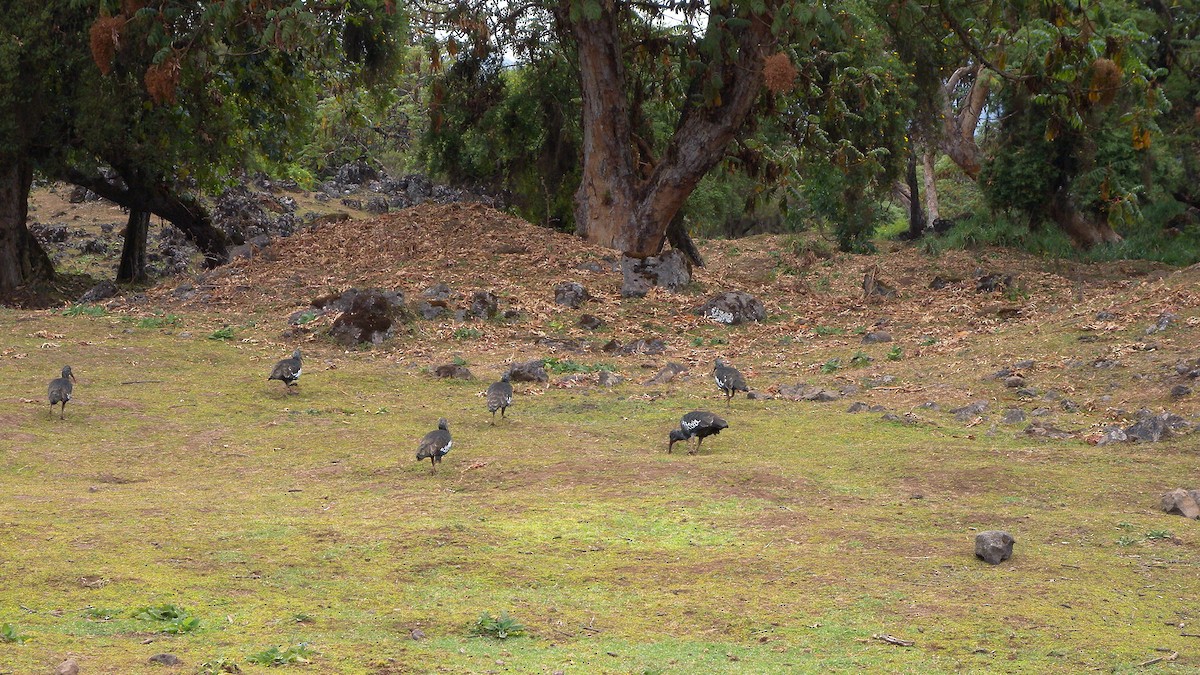 Ibis caronculé - ML628234515