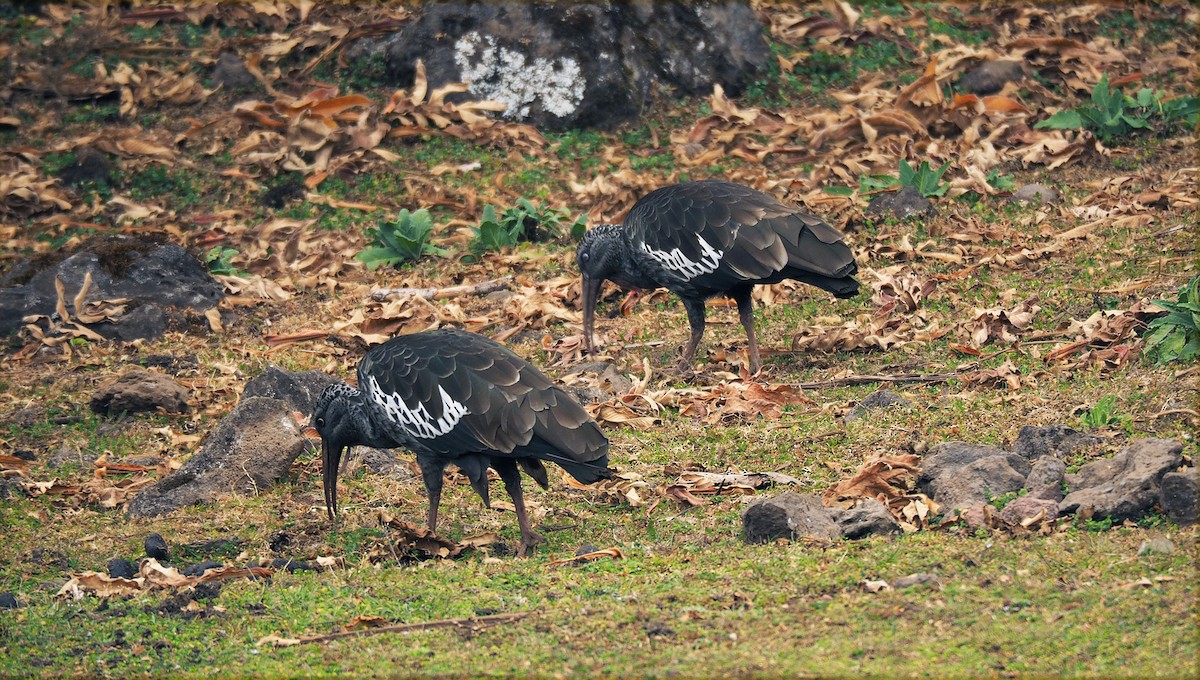 Ibis caronculé - ML628234518