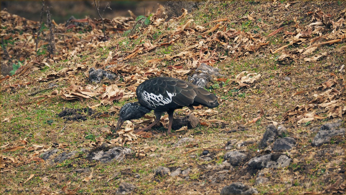 Ibis caronculé - ML628234519
