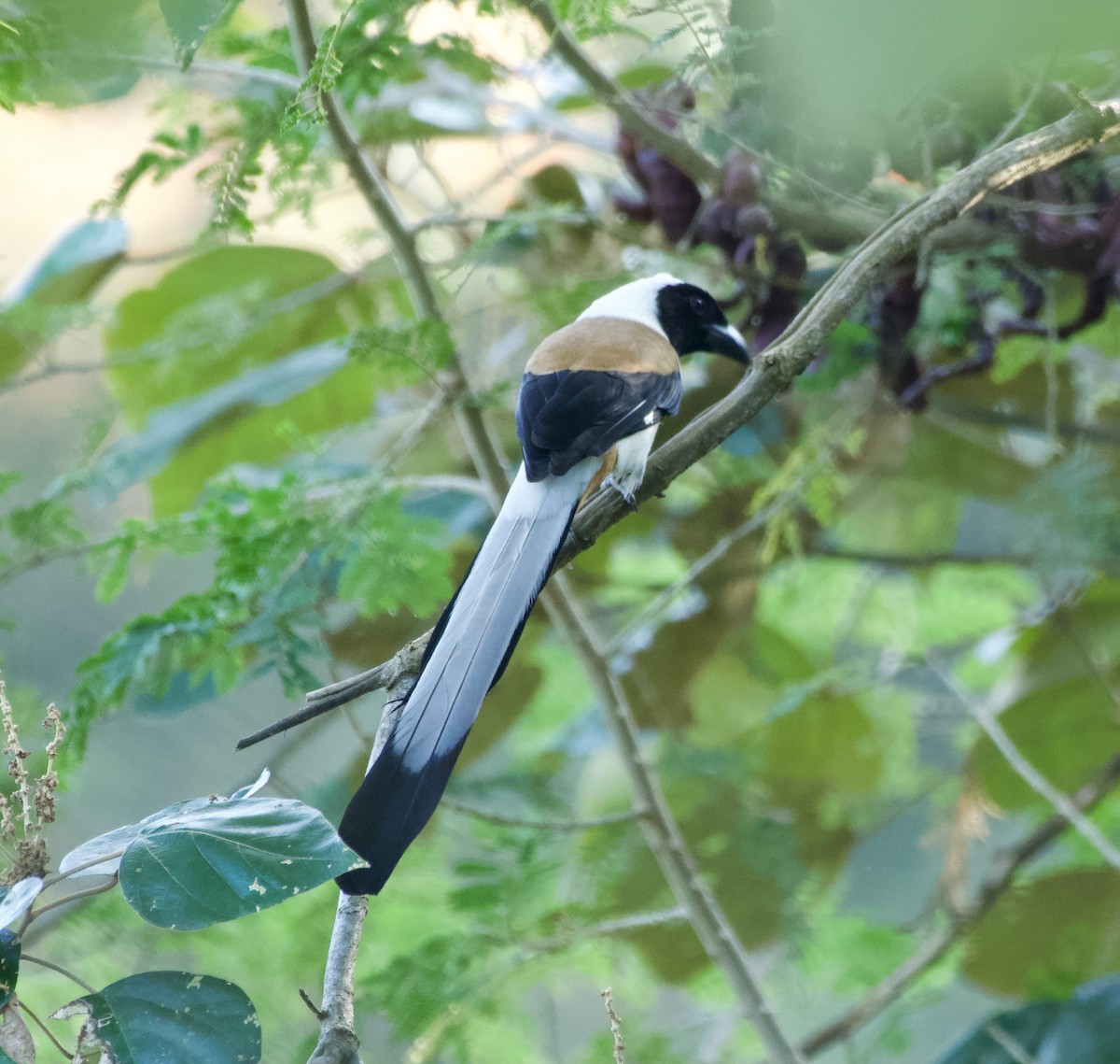 White-bellied Treepie - ML628234521